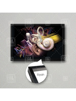 Sml Tablo Kulak Anatomisi Ear Duyma Kulak Burun Boğaz Ent Çerçeveli Yatay Kanvas Tablo