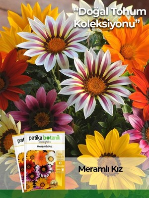 Patika Botanik 20 Adet Meramlı Kız (Gazania Splendens) Çiçek Tohumu Türkiye Menşeli Yüksek Verim