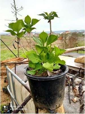 Şeker Pembe Ortanca Hydrangea Macrophylla 10-20 cm