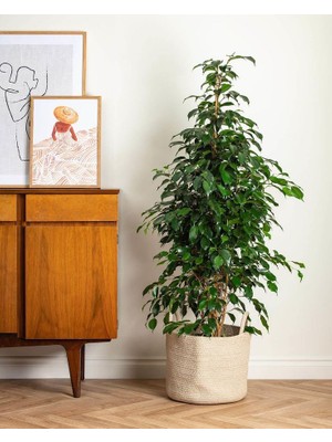 Pera Ficus Benjamin 100 cm