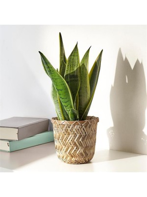 Ikea Klynnon Saksı Bambu 12 cm 40516407