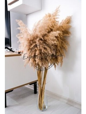 Doğal Pampas Ev Dekorasyonu Kuru Çiçek 15 Adet