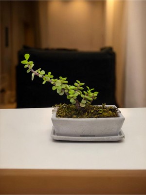 Doğa Çiçekçilik Tabaklı Taş Saksılı Afra Bonsai Yeşim Ağacı