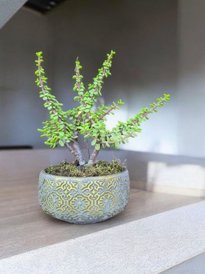 Doğa Çiçekçilik Beton Saksılı Afra Bonsai Yeşim Ağacı