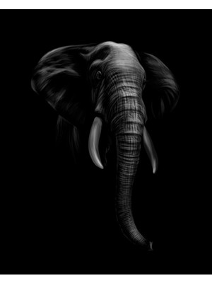 Arte Vista Elephant In Darkness Kanvas Tablo