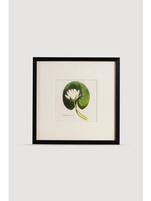 Lasttouch Plant Serisi Tablo No:1