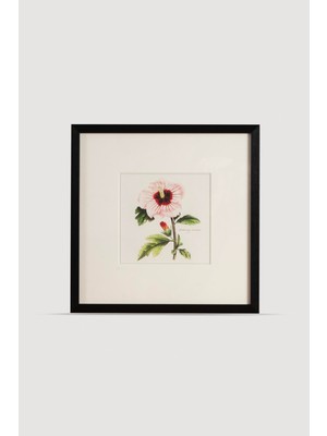 Lasttouch Plant Serisi Tablo No:2