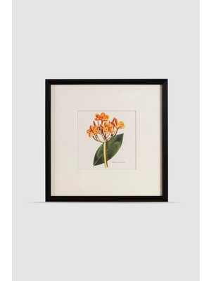 Lasttouch Plant Serisi Tablo No:3