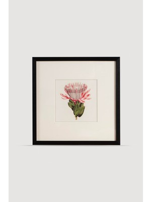 Lasttouch Plant Serisi Tablo No:6