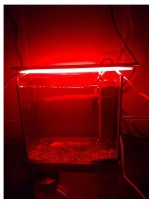 Akvaryum ve Araç Içi LED Aydınlatma, 25 Cm, Kırmızı, 12 Volt Adaptör Ile Birlikte