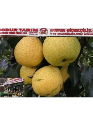 Bodur Tarım Bulancak 2 Yaşında Yarı Bodur Tüplü Topraklı Aşılı Yöresel Şeker Armut Meyve Fidanı