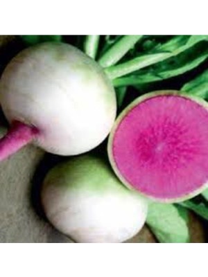 Tohumcumm Turp Tohumu 50 Adet Tohum Içi Kırmızı Çin Turpu Tohumu