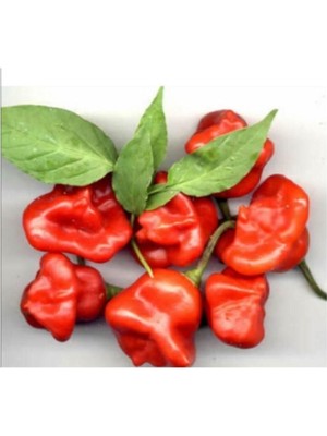 Tohumcumm Nadir Ithal Kırmızı Gül Biberi Tohumu 5 Adet  Acı Biber Tohumu