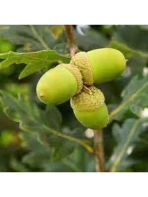 5 Adet Tohum Dev Palamut Ağacı Tohumu Sürpriz Hediye Tohumludur