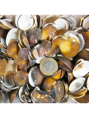 Tahtakale Toptancı Brown Cochles (1 Kg)