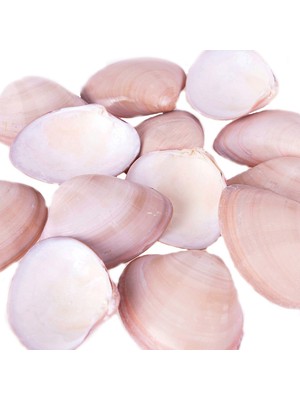 Tahtakale Toptancı Chocolate Clams Kiloluk Deniz Kabuğu (1 Kg)