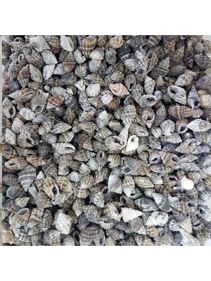 Tahtakale Toptancı Nassa Vibex Kiloluk Deniz Kabuğu (1 Kg)