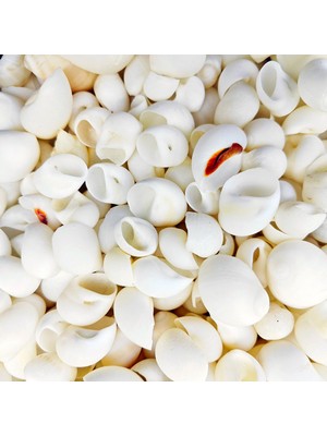 Tahtakale Toptancı Moonshell Kiloluk Deniz Kabuğu (1 Kg)