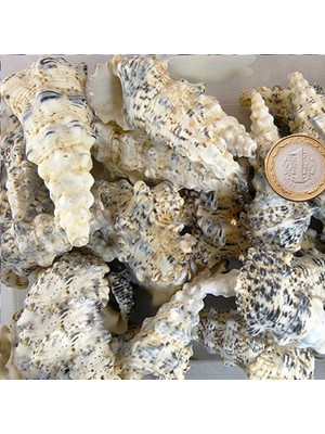 Tahtakale Toptancı Cerıthıum Nodulosum Kiloluk Deniz Kabuğu (1 Kg)