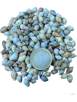 Tahtakale Toptancı Nassa Shell Kiloluk Deniz Kabuğu 500 Gr Yerli