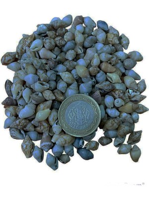 Tahtakale Toptancı Nassa Shell Kiloluk Deniz Kabuğu 250 Gr Yerli