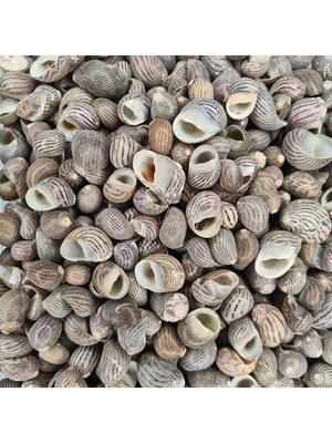 Tahtakale Toptancı Nerita Communis Kiloluk Deniz Kabuğu (1 Kg)