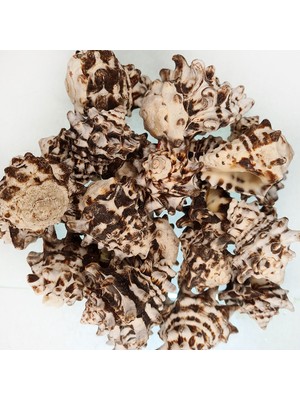 Tahtakale Toptancı Vassam Kiloluk Deniz Kabuğu (1 Kg)