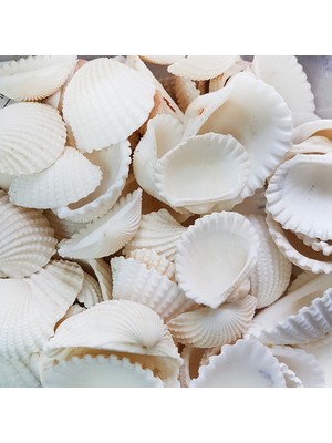 Tahtakale Toptancı Anadara Granosa Kiloluk Deniz Kabuğu (1 Kg)