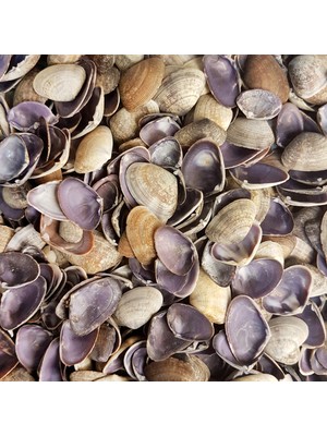 Tahtakale Toptancı Cay-Cay Purple Kiloluk Deniz Kabuğu (1 Kg)