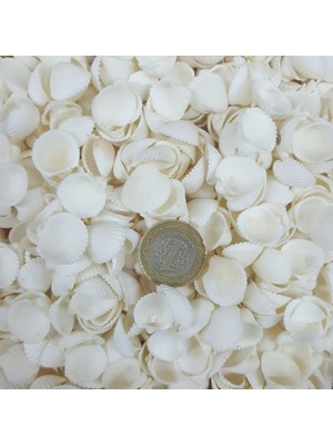 Tahtakale Toptancı Clam Rose Cochles -Orta Kiloluk Deniz Kabuğu (1 Kg)