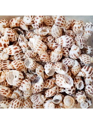 Tahtakale Toptancı Babylonia Areolata Kiloluk Deniz Kabuğu (1 Kg)