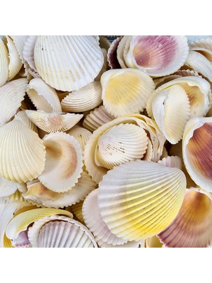 Tahtakale Toptancı Fragum Kiloluk Deniz Kabuğu (1 Kg)