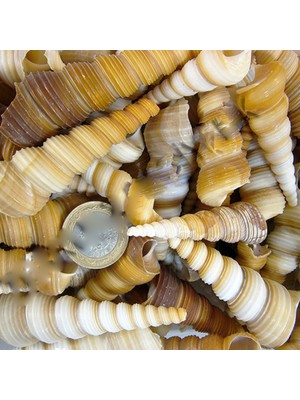 Tahtakale Toptancı Turitella Kiloluk Deniz Kabuğu (1 Kg)