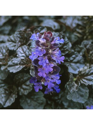 Ajuga Bitkisi – Mayasıl Otu 10 Adet