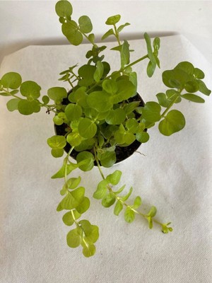 Garden Box Orta Boy Sarı Kız Çiçeği 1 Adet 8,5 Saksıda Saksıcı Bitki