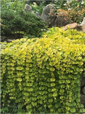 Serada Decor Plant Özel Tür Sarı Çiçek Açan Sarı Kız Altın Kolye Çiçeğe 20-40CM Saksılı