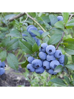 Fidan Sepetim 2 Yaş Sweetheart Çeşiti Yaban Mersini Fidanı