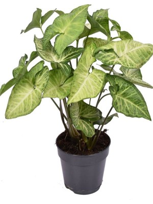 Garden Box Canlı Dolgun Fomlu Melek Kanadı Çiçeği 1 Adet Saksılı 20-40CM Salon Çiçeği