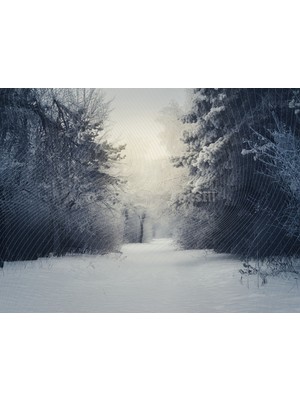 Venspor Karlı Ormanda Doğal Atmosfer Stüdyo Fonu 200X150CM Arka Plan