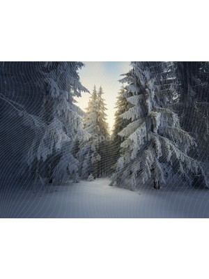 Venspor Karlı Orman Manzarası Arka Plan Doğanın Sessizliği 200 x 150 cm Stüdyo Fonu