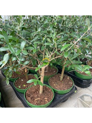 Fidan Sepetim 10 Adet Zeytin Fidanı (Nikah Şekeri & Özel Gün Hediyesi)