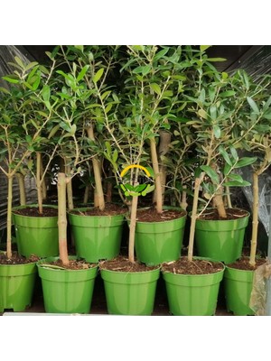 Fidan Sepetim 50 Adet Zeytin Fidanı (Nikah Şekeri & Özel Gün Hediyesi)