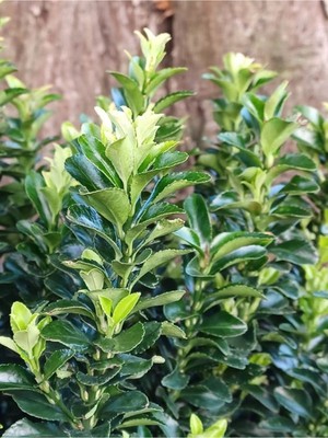 Serada Decor Plant Yeşil Taflan Çiçeği Euonymus Japonicus 1 Adet Saksılı 30-40CM