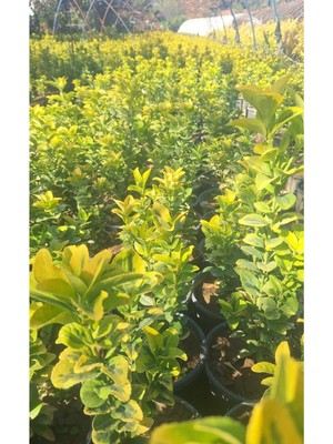 Garden Box Altuni Gold Taflan Fidanı 1 Adet 20-40CM Saksılı Dış Mekan Bahçe Peyzaj Bitkisi