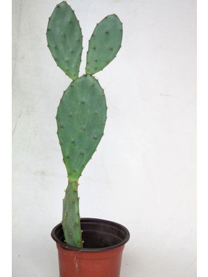 Bayraktar Peyzaj Hint Inciri Kaktüs Tekli 8,0 cm Saksıda
