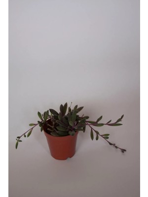 Bayraktar Peyzaj Yakut Kolyesi Çiçeği Othonna Capensis Sukulent Tekli 5,5 cm Saksıda