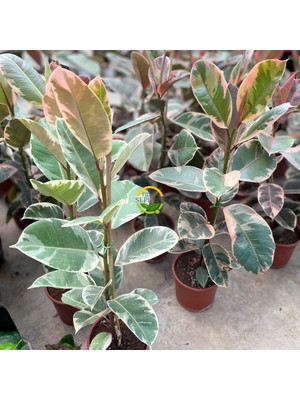 Alacalı Kauçuk Bitkisi 60-80cm