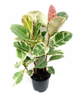 Fidan Sepetim Alacalı Kauçuk Çiçeği 2 Gövdeli 80-100cm