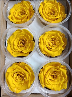 Trend Bahçe Sarı Solmayan Ekvator Gülü