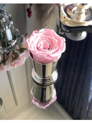 Trend Bahçe Toz Pembe Solmayan Ekvator Gülü